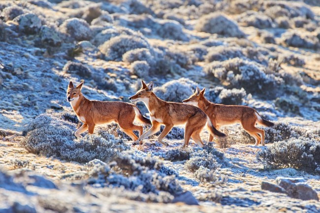 Ethiopian wolf