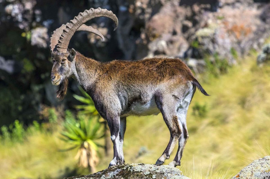 Walia ibex