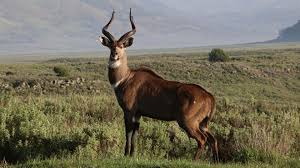 Mountain nyala