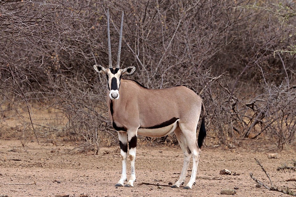 Beisa oryx